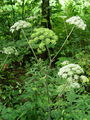085_44_01bb_navadni_gozdni_koren_Angelica_sylvestris_DSC01957.jpg
