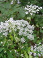 085_44_01bc_navadni_gozdni_koren_Angelica_sylvestris_DSC01958.jpg