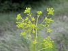 085_46_01cc_koromacnica_navadna_Ferulago_campestris_IMG_2340a.jpg