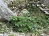 Filename=085_50_02bbb_dezen_gorski_Heracleum_sphondylium_subsp__montanum_IMG_3221a.jpg
Filesize=421KB
Dimensions=900x675
Date added=Jul 20, 2017 085_50_02bbb_dezen_gorski_Heracleum_sphondylium_subsp__montanum_IMG_3221a.jpg