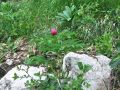 086_01_01ce_Potonika_navadna_Paeonia_officinalis_2014_04120047.jpg