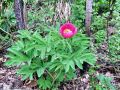 086_01_01cf_Potonika_navadna_Paeonia_officinalis_2014_04120045.jpg