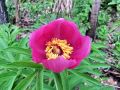 086_01_01cg_Potonika_navadna_Paeonia_officinalis_2014_04120046.jpg