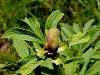086_01_01ck_potonika_navadna_Paeonia_officinalis_IMG_5033aa.jpg