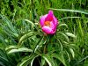 086_01_01co_potonika_navadna_Paeonia_officinalis_IMG_3336a.jpg