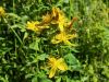 087_01_05cb_krcnica_pegasta_Hypericum_maculatum_IMG_4403a.jpg