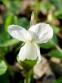 089_01_104bc_Vijolica_bela_Viola_alba.jpg