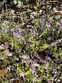 089_01_15ca_Vijolica_barjanska_Viola_uliginosa_V_DSC08977.jpg