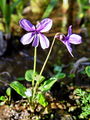 089_01_15cb_Vijolica_barjanska_Viola_uliginosa_V_DSC08965.jpg