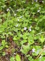 089_01_16ca_Vijolica_mocvirska_Viola_palustris_ca.jpg