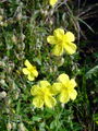090_03_01ab_popon_navadni_Helianthemum_nummularium_ab.jpg
