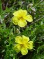 090_03_01ac_Popon_navadni_Helianthemum_nummularium__DSC01400a.jpg