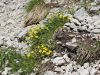 090_03_03ca_popon_planinski_Helianthemum_alpestre_IMG_2741a.jpg