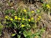 090_03_03cb_popon_planinski_Helianthemum_alpestre_IMG_2781a.jpg