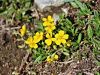 090_03_03cc_popon_planinski_Helianthemum_alpestre_IMG_2674a.jpg
