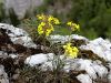 093_07_06bb_sebenik_gozdni_Erysimum_sylvestre_IMG_1306.jpg