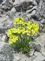 093_07_06ca_sebenik_gozdni_Erysimum_sylvestre_SC09222.jpg