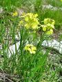 093_07_06cb_sebenik_gozdni_Erysimum_sylvestre_DSC09214.jpg