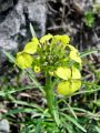 093_07_06cc_sebenik_gozdni_Erysimum_sylvestre_DSC09210.jpg