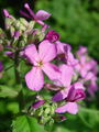 093_08_01bc_vrtna_nocnica_Hesperis_matronalis_DSC09701.jpg