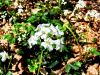 093_15_01bc_penusa_trilistna_Cardamine_trifoliata_2014_03290017a.jpg