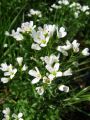 093_15_02bc_Penusa_grenka_Cardamine_amara_2011_04230058.JPG