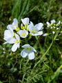 093_15_03bc_travniska_penusa_Cardamine_pretensis.jpg