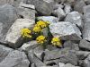 093_21_03cb_grobeljnik_obirski_Alyssum_ovirense_IMG_8166.JPG