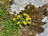 093_23_01cd_gladnica_vednozelena_Draba_aitoides_IMG_6818a.jpg