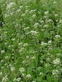 093_29_01bb_navadni_plesec_Capsella_bursa-pastoris_DSC00020.jpg