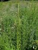 094_01_03cb_katanec_rumenkasti_Reseda_luteola_IMG_7302aaa.jpg