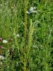 094_01_03cd_katanec_rumenkasti_Reseda_luteola_IMG_7304aaa.jpg
