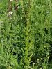 094_01_03ce_katanec_rumenkasti_Reseda_luteola_IMG_7300aaa.jpg