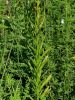 094_01_03cf_katanec_rumenkasti_Reseda_luteola_IMG_7305aaa.jpg