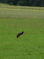 096ba_crna_storklja_Ciconia_nigra_DSC01639.jpg