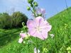 099_01_01ac_slezenovec_ostrolistni_Malva_alcea_2010_08210043.jpg