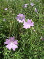 099_01_01bb_ostrolistni_slezenovec_Malva_alcea.jpg