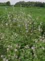 099_01_03ba_gozdni_slezenovec_Malva_sylvestris_DSC01528.jpg