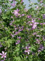 099_01_03bb_gozdni_slezenovec_Malva_sylvestris.jpg