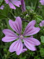 099_01_03bc_gozdni_slezenovec_Malva_sylvestris_DSC01531.jpg