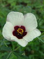 099_05_01be_navadni_oslez_Hibiscus_trionum_DSC01753.jpg