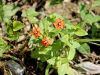 100_02_01cc_kurja_cesnjica_navadna_Anagallis_arvensis_IMG_6574a.jpg
