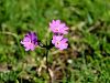 100_08_05cd_jeglic_dolgocvetni_Primula_halleri_IMG_2728a.jpg