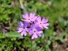 100_08_05ch_jeglic_dolgocvetni_Primula_halleri_IMG_6843a.jpg