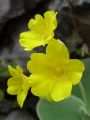 100_08_06ce_Jeglic_avrikelj_Primula_auricula_0806_3_04122.jpg