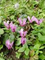 100_10_01ba_Ciklama_navadna,_kokorik_Cyclamen_purpurascens.JPG