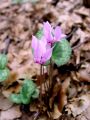 100_10_01bb_Ciklama_navadna,_kokorik_Cyclamen_purpurascens.JPG