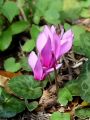 100_10_01bc_Ciklama_navadna,_kokorik_Cyclamen_purpurascens_DSC02481.JPG