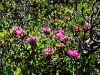 104_01_02bb_slec_rjasti_Rhododendron_ferrugineum_IMG_6447aa.jpg