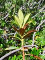 104_01_02bd_slec_rjasti_Rhododendron_ferrugineum_2009_07170055.jpg